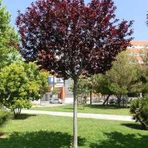 408-sliva-hessi.jpg Декоративна слива та їстівна «Хесея» на штамбі