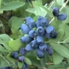 42ed866289c4815e125817bf7c6f9af8-570x570-1.webp Жимолость "Вітамінна"