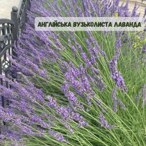 xr:d:DAFg9Z3rZG0:429,j:7074430487950105833,t:23083019 Лаванда "Англійська вузьколиста"(до 10 шт - 60 грн, від 10 шт - 50 грн)