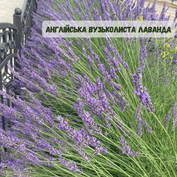 xr:d:DAFg9Z3rZG0:429,j:7074430487950105833,t:23083019 Лаванда "Англійська вузьколиста"(до 10 шт - 60 грн, від 10 шт - 50 грн)