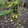 51840.pnol70.600.jpg Груша Декора колоновидна Саджанці дворічні
