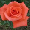 53d415d63f7d7c86ef7b82066b79738a-1.jpg Троянда Леді Роуз (LADY ROSE)