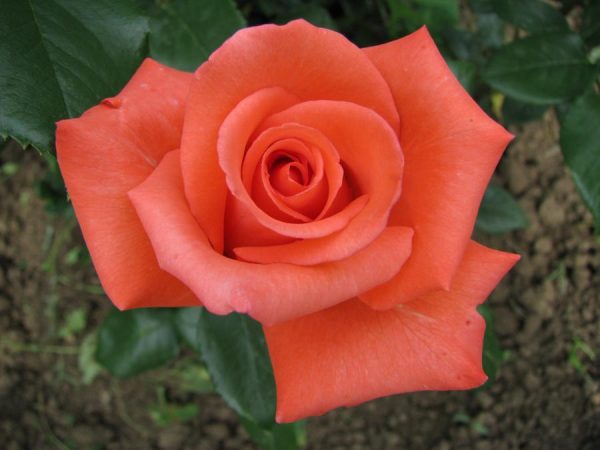 53d415d63f7d7c86ef7b82066b79738a-1.jpg Троянда Леді Роуз (LADY ROSE)