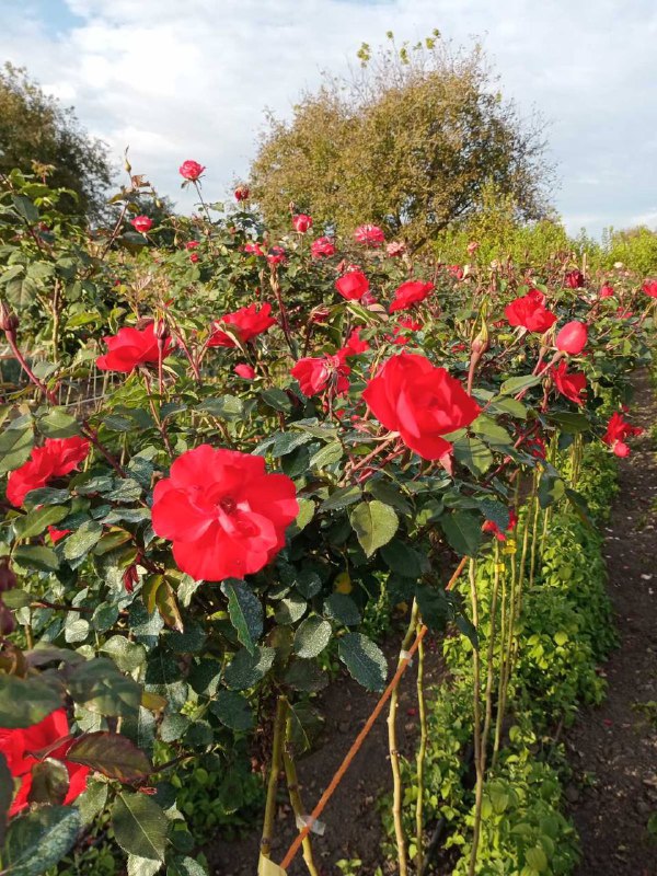 Троянда на штамбі Кордулла