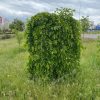 Шовковиця Плакуча штамб "Пендула"