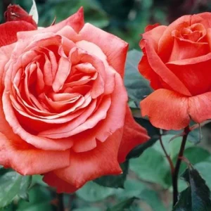 711888i-roza-chayno-gibridnaya-lady-rose-1.webp Троянда Леді Роуз (LADY ROSE)