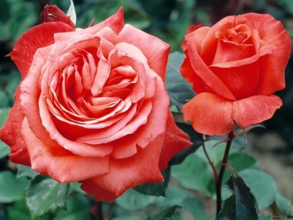 711888i-roza-chayno-gibridnaya-lady-rose-1.webp Троянда Леді Роуз (LADY ROSE)