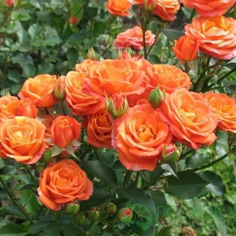 74938eded5bd7e52a2bf4f3fc40b5525-1.jpg Троянда бордюрна Апельсин