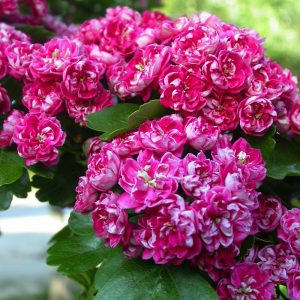 74cdb34ccd0187b6c872f685763410a0.jpeg Глід  Пауль Скарлет на штамбі