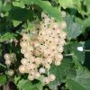 Біла Фея смородина (Порічка-жовта)
