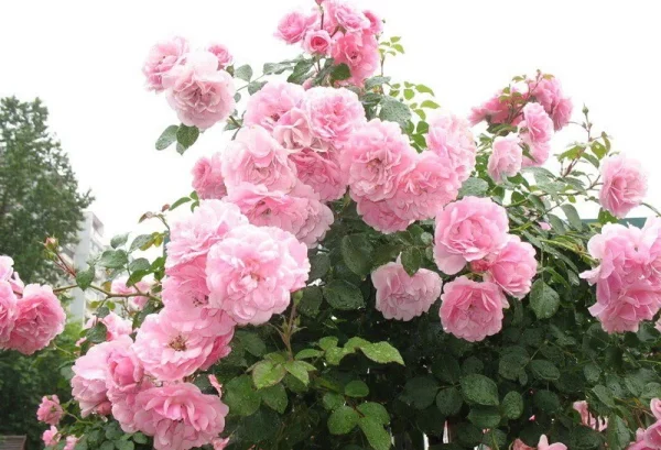 824jk5xx6f6va522k7ugq2rdznjx2kvg-1.webp Троянда на штамбі Боніка