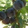 868172982_sazhenets-slivy-.webp Алича Глобус