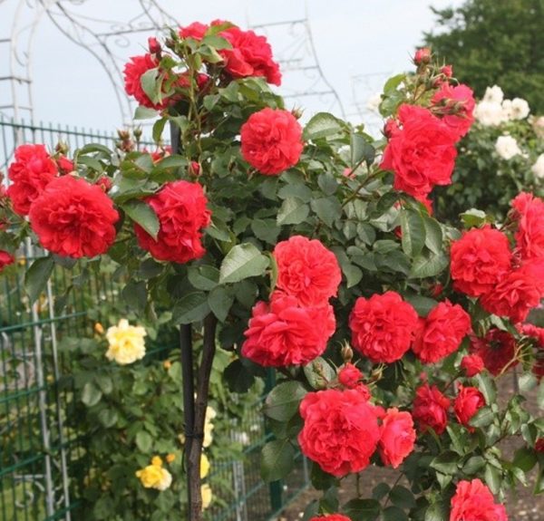 Троянда на штамбі Кордулла