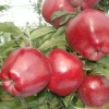 901344608_w640_h640_sazhentsy-yabloni-red.webp Яблуня "Ред-чіф", зимній сорт