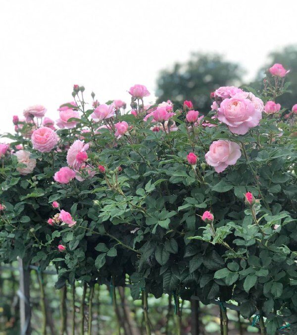 Троянда на штамбі Аква