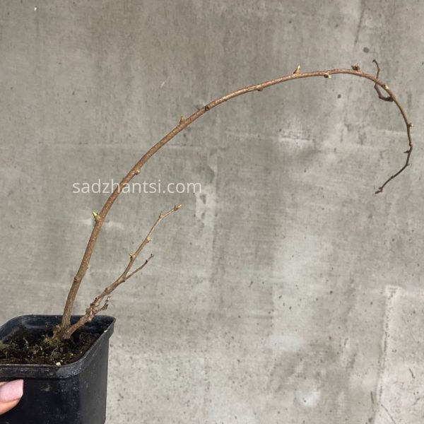 xr:d:DAFxzjVs0SI:47,j:4802386399627592241,t:24033012 Актинідія (набір - хлопчик+дівчинка)