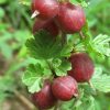 Аґрус "Аристократ", з шипами