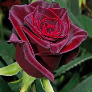 black-baccara-01-500x500-1-1.jpg Троянда Блек Баккара (Black Baccara)