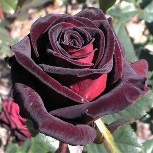 Троянда Блек Меджік (Black Magiс)