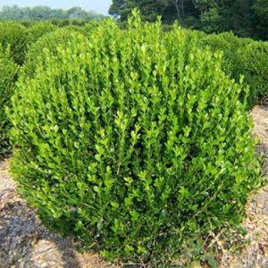 boxwood-1.jpg Самшит (35 – 50 см)