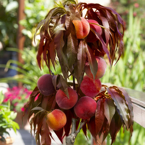 burgundi-1-500x500-1.jpg Персик червонолистий, колоновидний, середній термін дозрівання