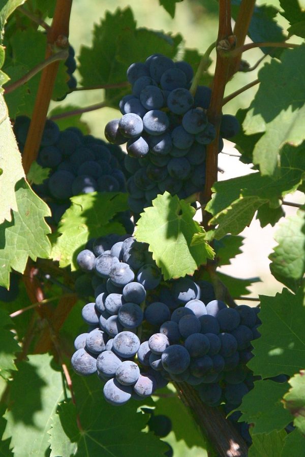 cabernet_franc_weinsberg_20060909.jpg Виноград "Каберне Фран"винний сорт