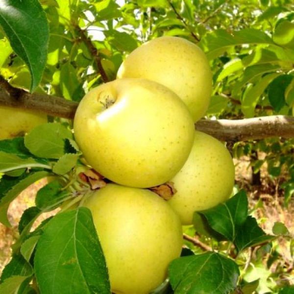 cazhenci-yabloni-golden-delishec-65-800x800-1.jpg Яблуня "Голден Делішес"
