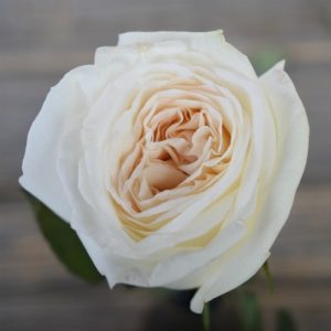 ce6602b8208176c4efab1baba3d0c81c-1.jpg Троянда Вайт Охара (White O'Hara)