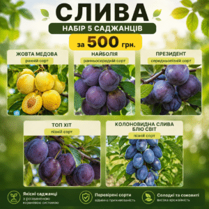 ChatGPT Image 16 авг. 2026 г., 18_21_00 Набір з 5 саджанців сливи за 500 грн