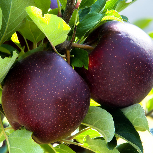 Яблуня "Чорний Принц"