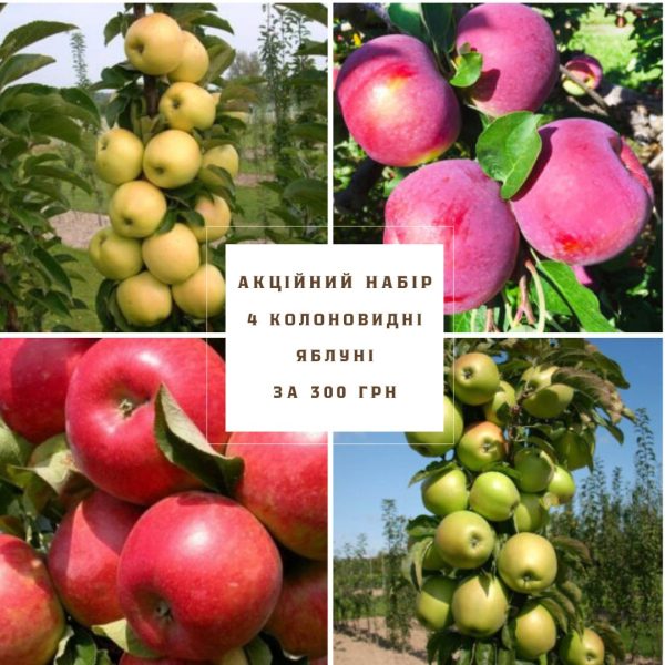 chorna-smorodyna-4.jpg Набір: 4 колоновидних яблунь за 400 грн