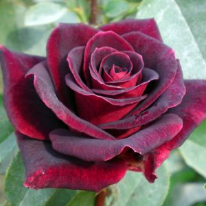chorni-prinse-min-1.jpg Троянда Чорний Принц (Black Prince)