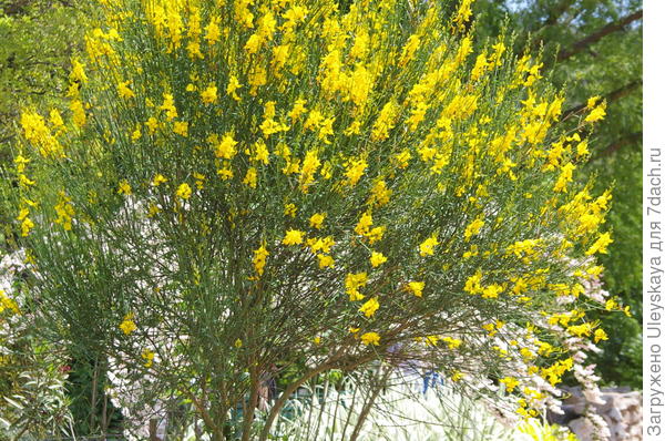 d3df06.jpg Метельник