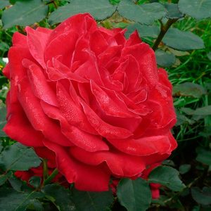 dame_de_coeur-1.jpg Dame de Coeur (Дам де Кьор)