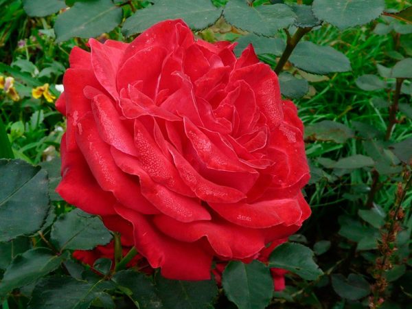 Dame de Coeur (Дам де Кьор)