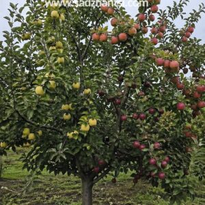 Дерево-сад Яблуня "Голден Рейджерс+Фуджи Фубрак-Чемпіон-Пінова