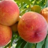 Персик "Молдова" - пізній термін дозрівання