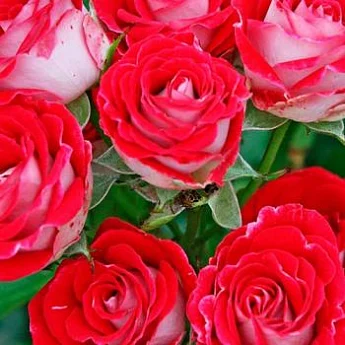 Троянда (спрей) "Іль Міо"