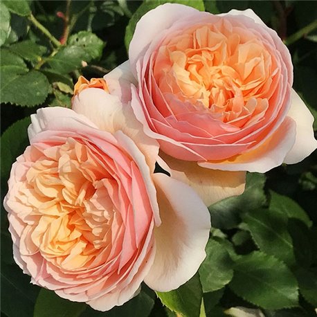 dzhuleta-1.jpg Троянда Джульетта (JULIET)