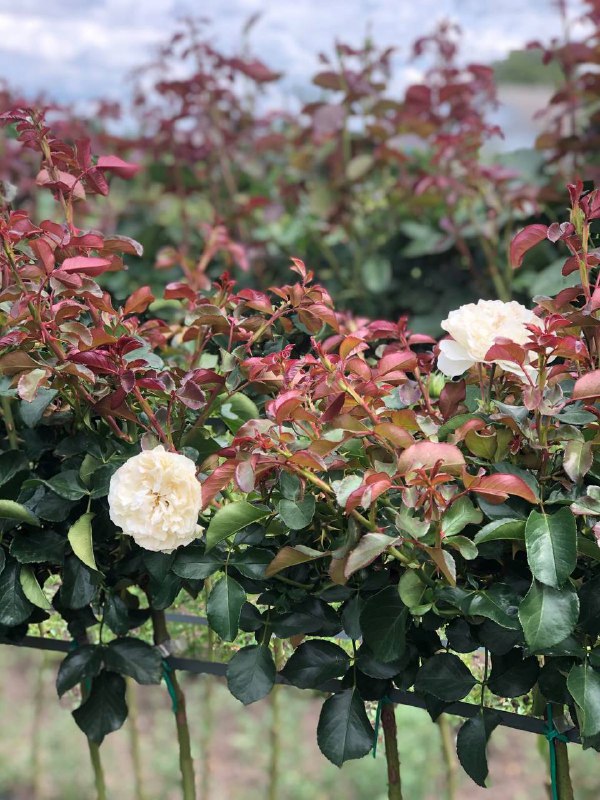 ea48f8cf-de2c-4451-83f5-614feb6ed685-1.jpg Троянда на штамбі Біла Сенсація