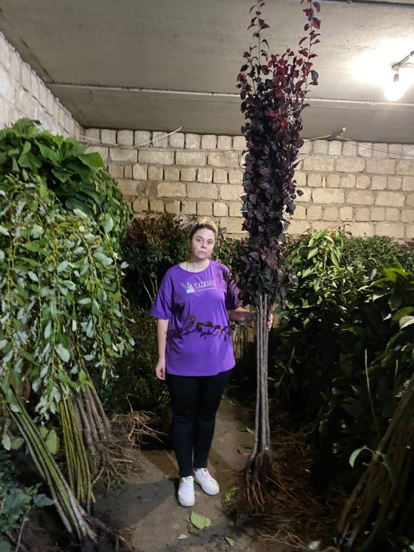 f0bc95ab-53ca-4a52-add1-24353116f074.jpeg Cлива "Пісарді" на штамбі