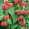 f1d3da5b68c1c5d689733ecd25ef49d7.webp Малинове дерево Крепиш