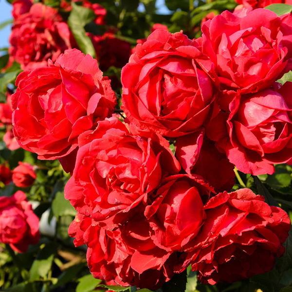 ROSA 'PAUL'S SCARLET CLIMBER' Троянда "Фемелі Ред" плетиста