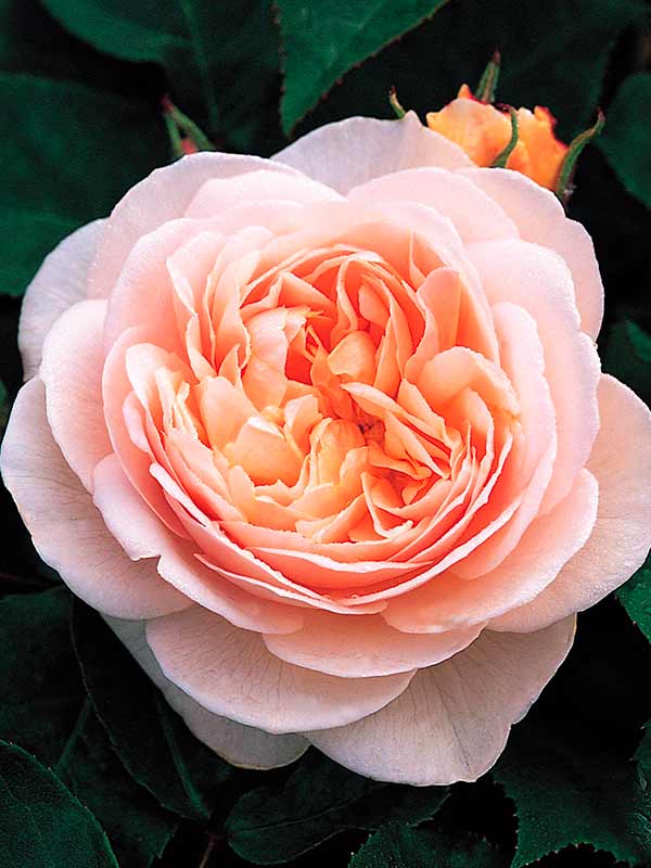 f637d7faa44bfd5b7d4f8760314b27c9-1.jpg Троянда Джульетта (JULIET)