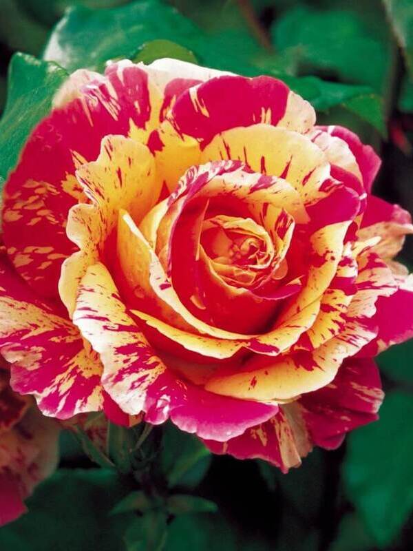 Троянда Файер Крек (Fire Crack)