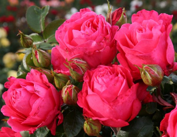 fiji_eleganza_003-1.jpg Штамбова троянда Яскравий вишневий колір