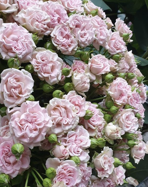 flou1.jpg Троянда Світ Фейрі грунто-покривна