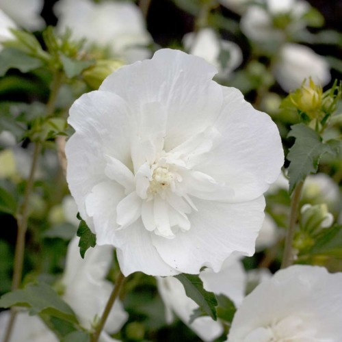 gibiskus-white-chiffon7-500x500-1.jpg Гібіскус деревовидний махровий БІЛИЙ "White Chiffon"