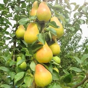 Груша "Смарагд" , колоновидна, зимній (пізній) сорт