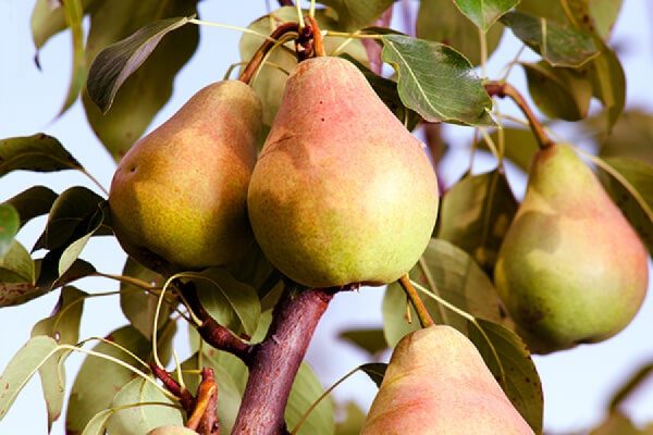 Груша "Циганочка"Саджанці дворічні (Сорт ранній)